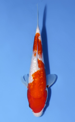Ginrin Kohaku - koi #x0723a006