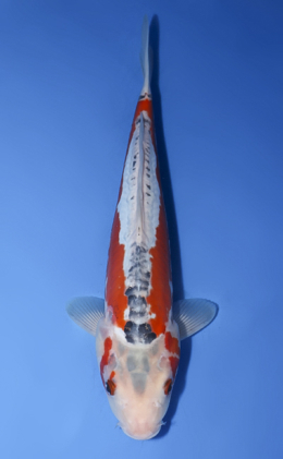 Shusui - koi #x0723a011