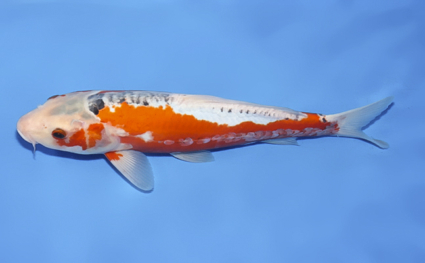 Shusui - koi #x0723a011 - Side View A