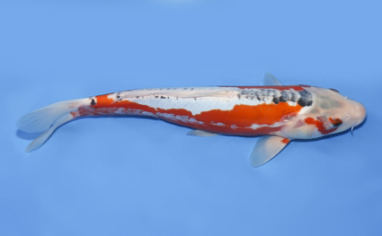 Shusui – koi #x0723a011 - Image 3