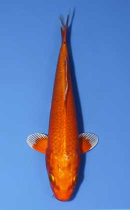 Orange Ogon - koi #x0723a015