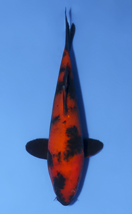 Hi Utsuri - koi #x0723a030