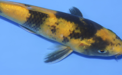 Ki Utsuri - koi #x0723a035 - Side View A