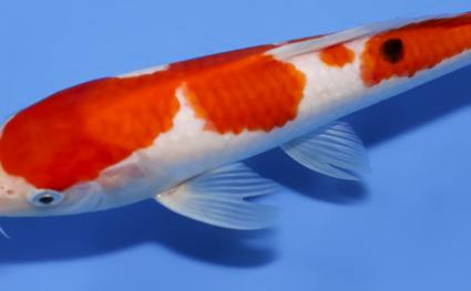 Taisho Sanke - koi #x0723a039 - Side View A