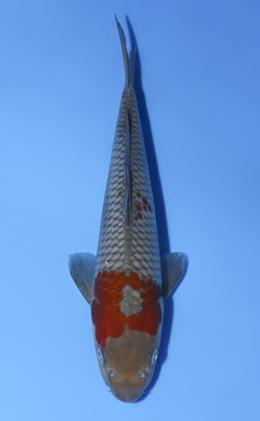 Ochibashigure - koi #x0723a040