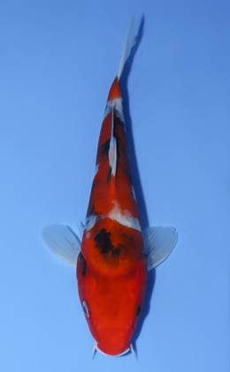 Showa - koi #x0723a049
