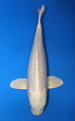 Platinum - koi #x0724s001-re