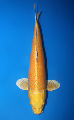 Ogon - koi #x0724s002-re
