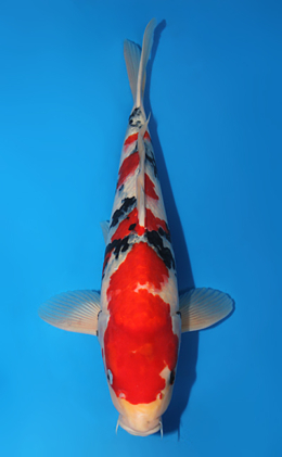 Showa - koi #x0724s004-re