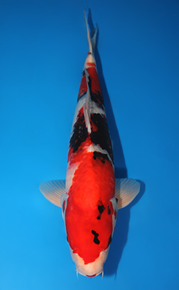 Showa - koi #x0724s007-re