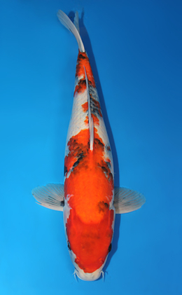 Showa - koi #x0724s013-re