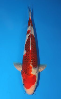 Aigoromo - koi #x0724s015-re