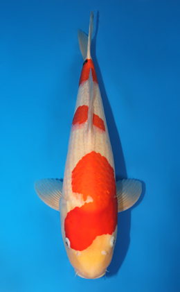 Kohaku - koi #x0724s016-re