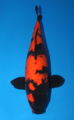 Hi Utsuri - koi #x0724s019-re