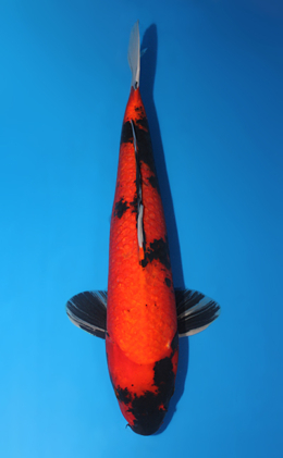 Ginrin Showa - koi #x0724s022-re