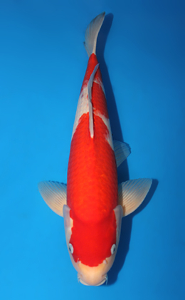 Kohaku - koi #x0724s025-re