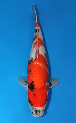 Showa - koi #x0724s028-re