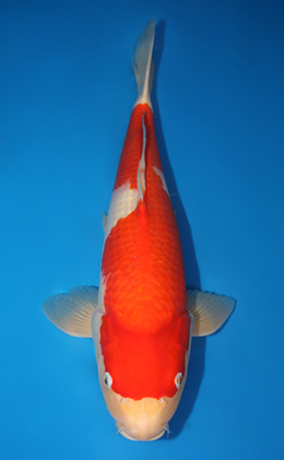 Kohaku - koi #x0724s029-re