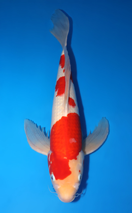 Hirenaga Kohaku - koi #x0725m001-x0221m004-v1114m004-v0120m034
