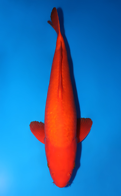 Benigoi - koi #x0725s006-re - Maruhiro Koi Farm