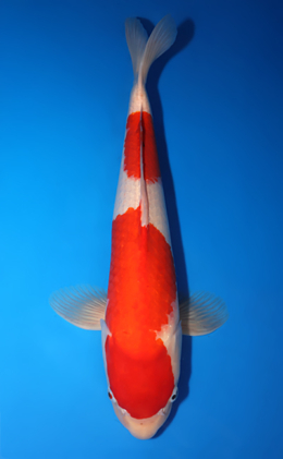 Kohaku - koi #x0725s012-re