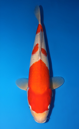 Kohaku - koi #x0725s013-re