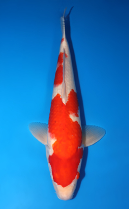 Kohaku - koi #x0725s014-re