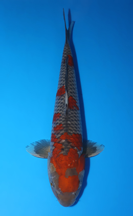 Ochibashigure - koi #x0725s016-re