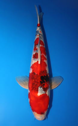 Showa - koi #x0725s019-re