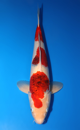 Aigoromo - koi #x0725s020-re