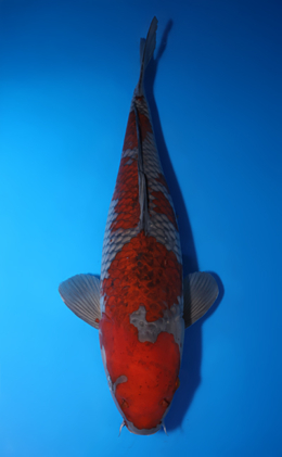 Ochibashigure - koi #x0725s025-re