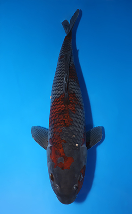 Ochibashigure - koi #x0725s026-re
