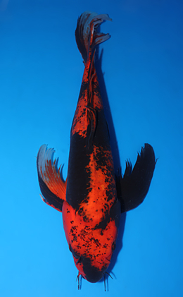 Hirenaga Hiutsuri - koi #x0725s027-re