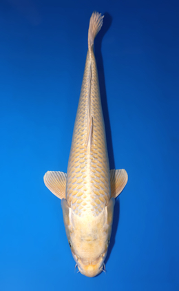 Ogon - koi #x0725s032-re