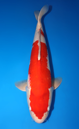Kohaku - koi #x0725s034-re