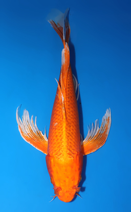 Hirenaga Orange Matsuba Ogon - koi #x0725s038-re