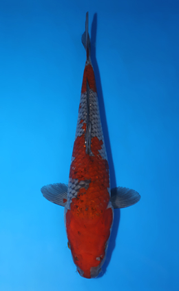 Ochibashigure - koi #x0725s042-re