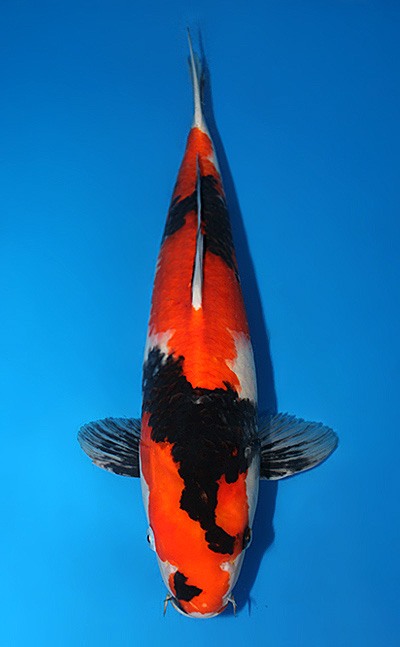 Ochibashigure - koi #x0424m016