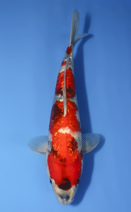 Ginrin Showa - koi #x0727s006