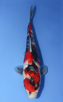 Showa - koi #x0727s007