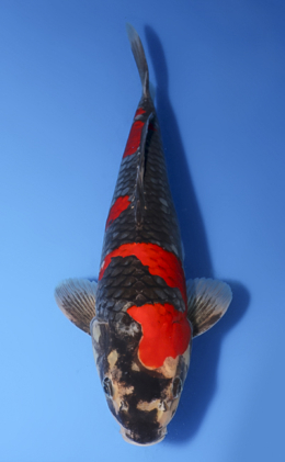 Goshiki - koi #x0727s009