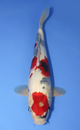 Showa - koi #x0727s011
