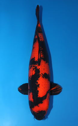 Hi Utsuri - koi #x0728s001