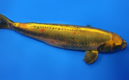 Doitsu Mukashi Ogon - koi #x0728s004 - Side View A