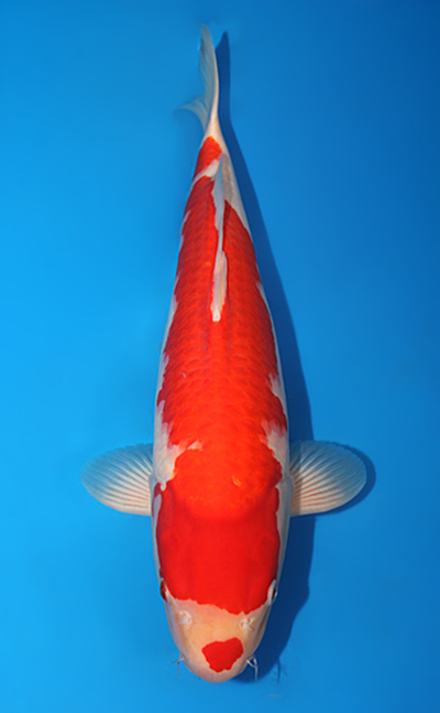 Kohaku - koi #x0728s005 - Torazo Koi Farm