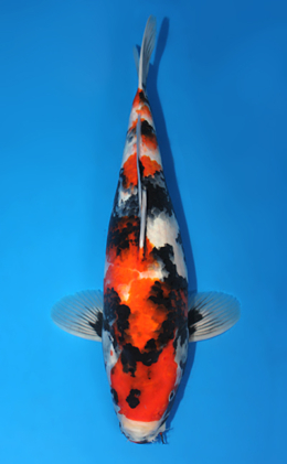 Showa - koi #x0728s010