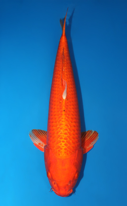 Orange Ogon - koi #x0728s014