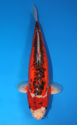 Shusui - koi #x0728s015