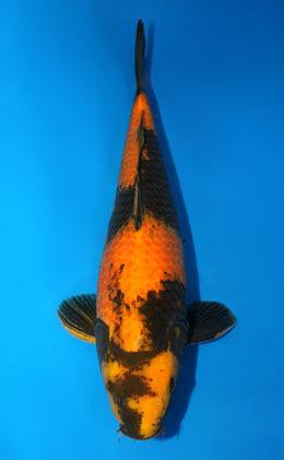 Kohaku - koi #x0728s019