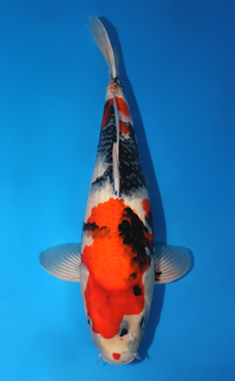 Showa - koi #x0728s021